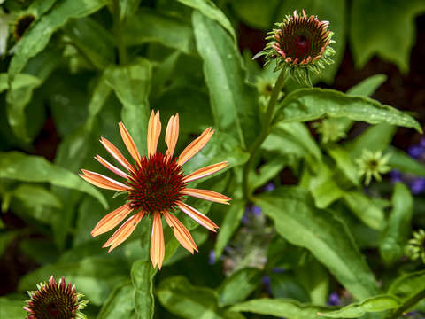 Echinacea