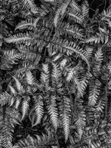 Ferns 7
