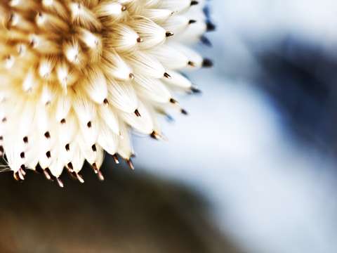 Blow ball