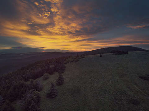 Above the roan
