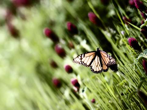 Butterfly