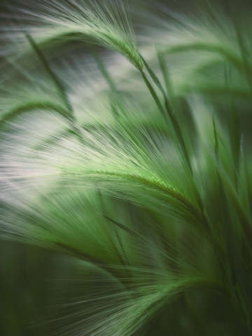 Soft grass