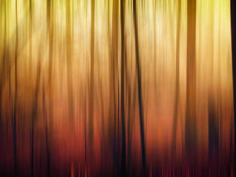 Autumn Trees