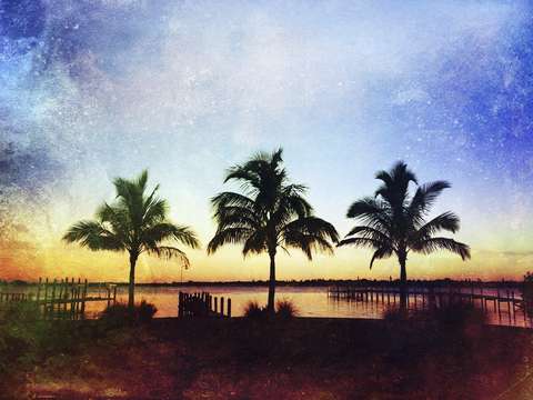 Three Palm Trees
