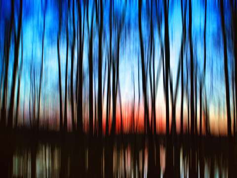 Cypress swamp