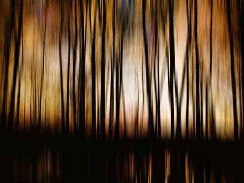 Sunset and trees