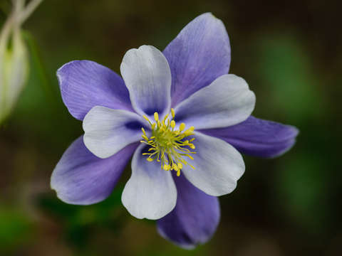 Columbine