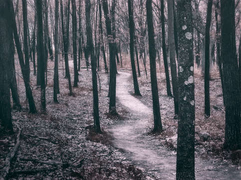 Ice age trail near lapham peak