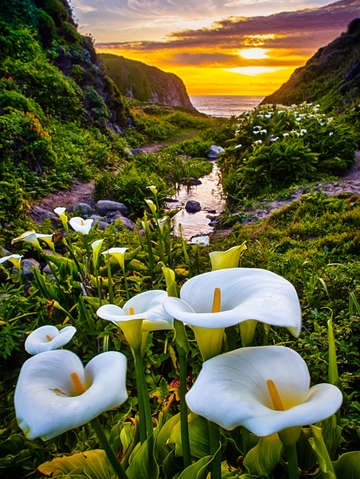 Calla lily sunset