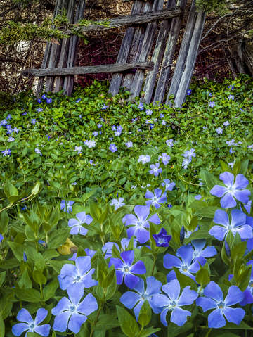Periwinkle potpoutri