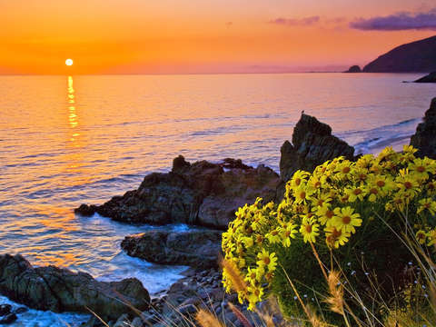 Giant coreopsis sunset