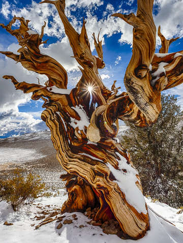 Ancient Eye