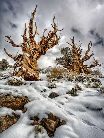Winters arrival