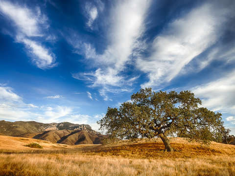 1 of 1000 oaks