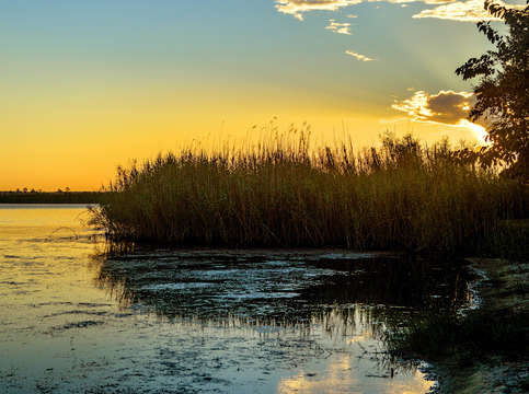 Dawn of the grasses