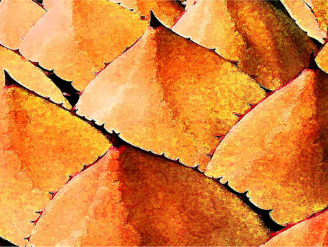 Pale orange cactus