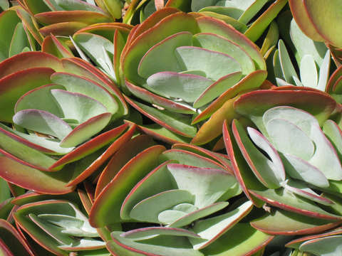 Succulent blade field