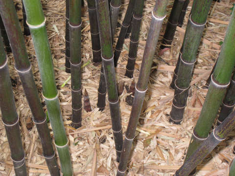 Bamboo stand