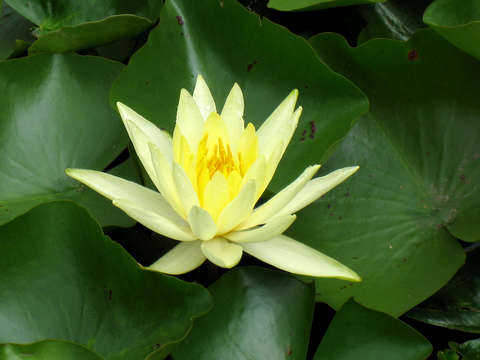 Yellow water lily on green