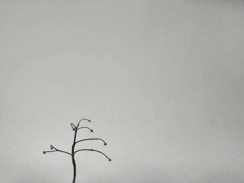 Solitary 5