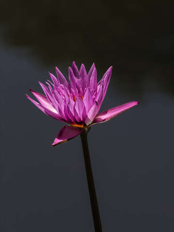 Water lily 6