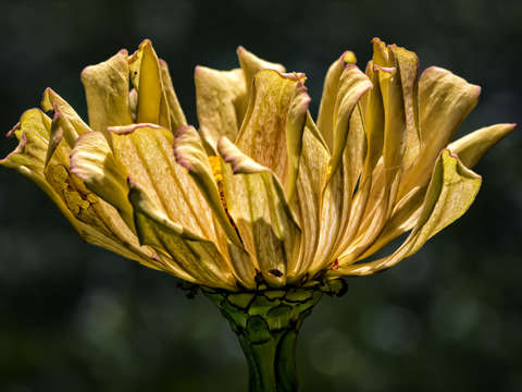 Back lit fower