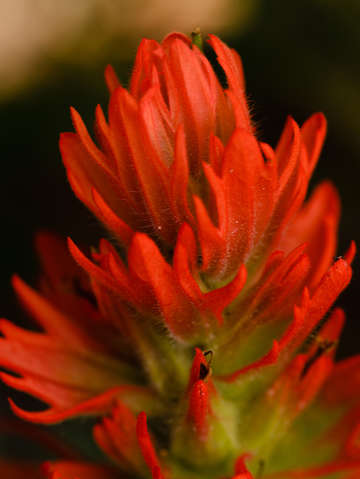 Indian paintbrush