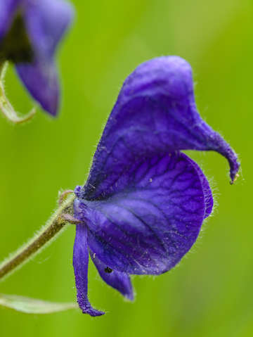 Larkspur in profile