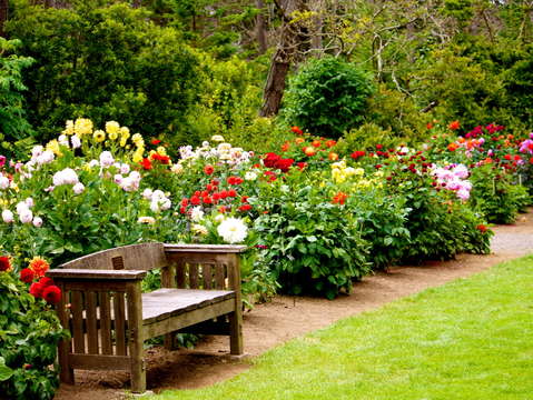 Waiting for dahlia