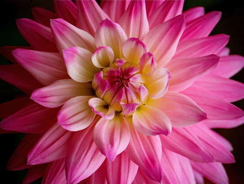 Pink dahlia