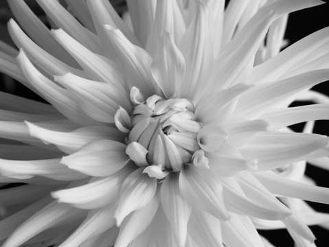 White dahlia