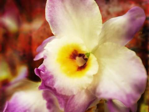 Orchid 6