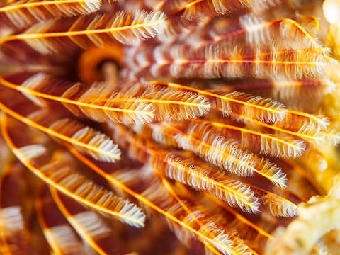 Striated feathers