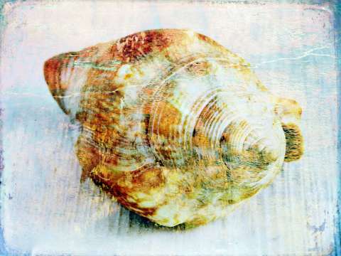 Conch shell 4