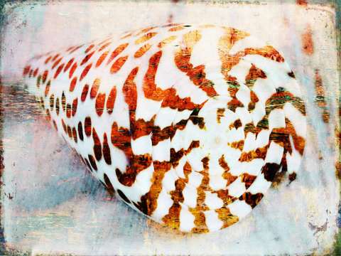 Leopard cone shell