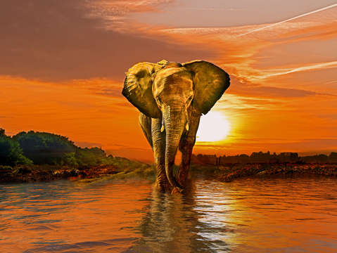 The watering hole