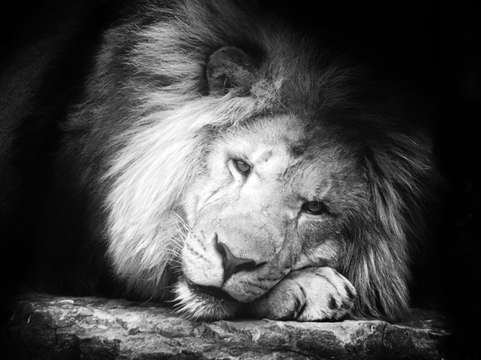 Peaceful lion
