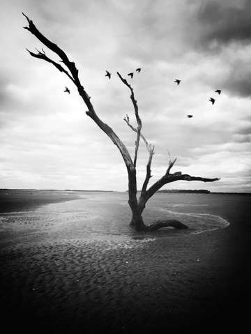 Tree of life 6