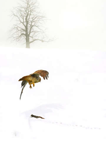 Squirrel run
