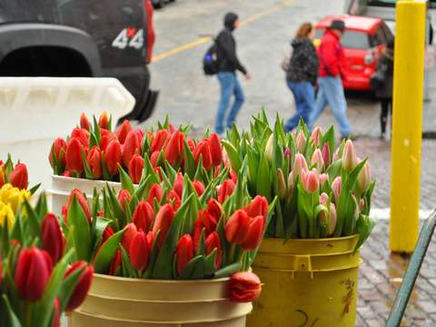 Tulips