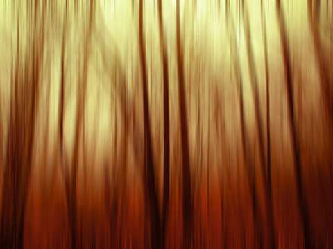 Trees 6