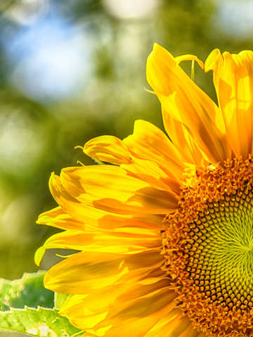 Side of sunflower