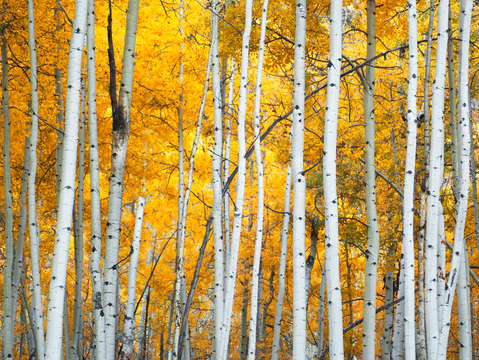 Autumn line and color