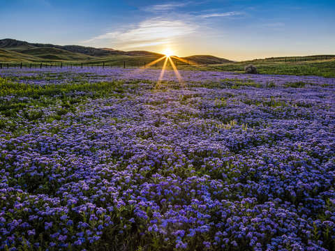 Valley phacelia patch
