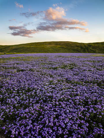 Last light over phacelia patch