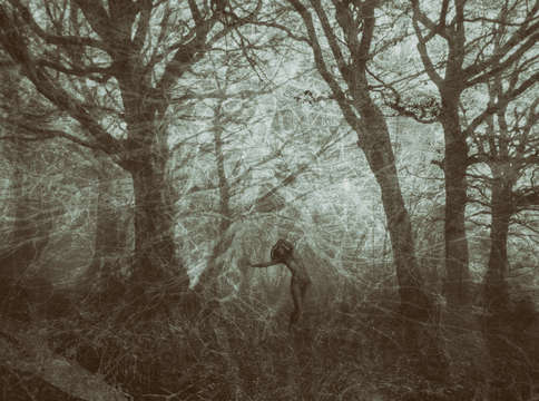 A scream in the woods