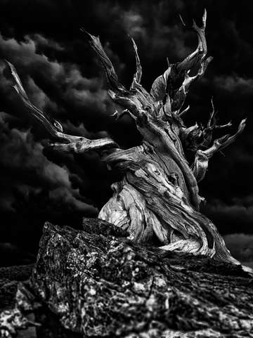 Twisted night