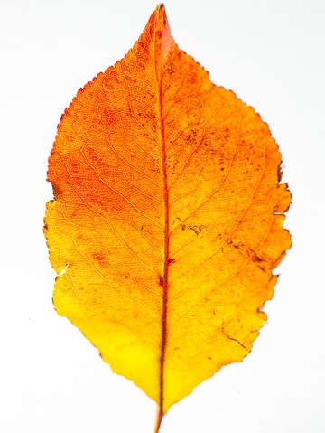 Elemental autumn 2