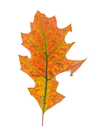 Elemental autumn 1