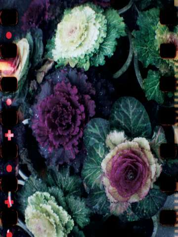 How do you like your cabbage? 1